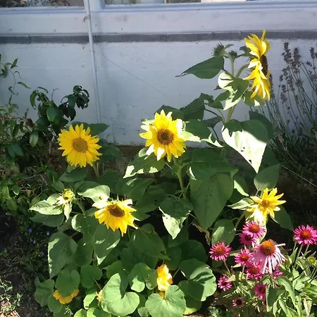 Apartamento Sylvia In Eupen, Terrasse , Garten & Naehe Zum Hohen Venn